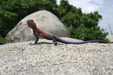Gecko In Serengeti National Park Stock Photos Gecko In Serengeti National Park Stock Photos