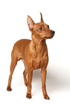 Red Miniature Pinscher Royalty Free Stock Images Red Miniature Pinscher Royalty Free Stock Images