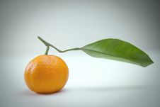 Tangerine Royalty Free Stock Images Tangerine Royalty Free Stock Images