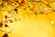 Autumn Leaves Background Stock Photo Autumn Leaves Background Stock Photo