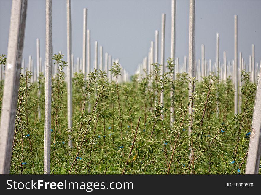 View on rows of apple trees in orchard. View on rows of apple trees in orchard