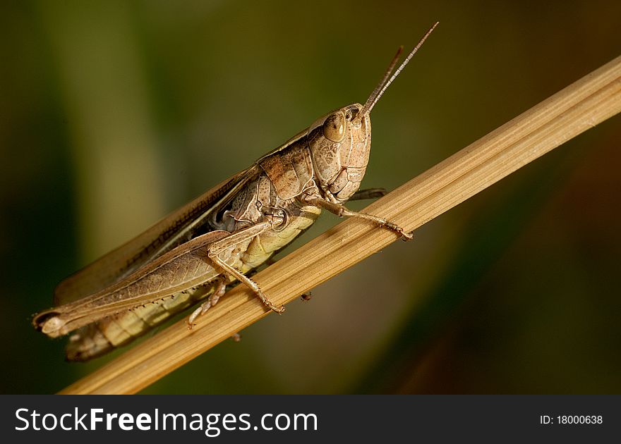 Closeup Grasshopper on the grass
