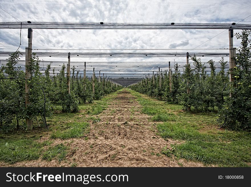 View on rows of apple trees in orchard, drip irrigation