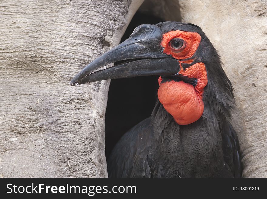 Cafer or Southern Ground Hornbill Portrait