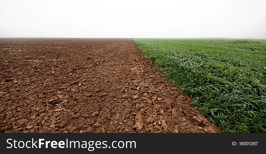 Plowed fields and sprouted wheat