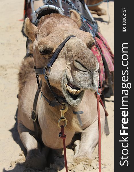 Closeup of a Camel Head