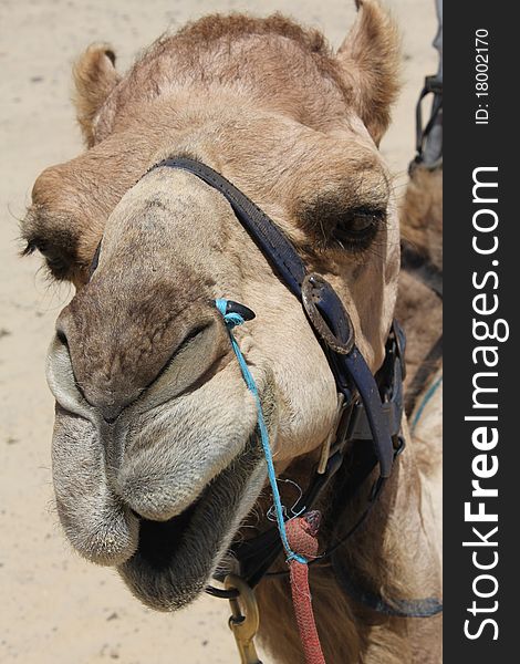 Closeup of a Camel Head