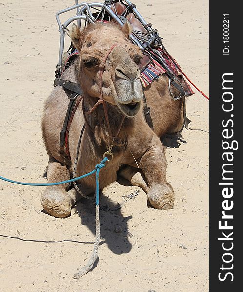 Camel sitting on the Sand. Camel sitting on the Sand