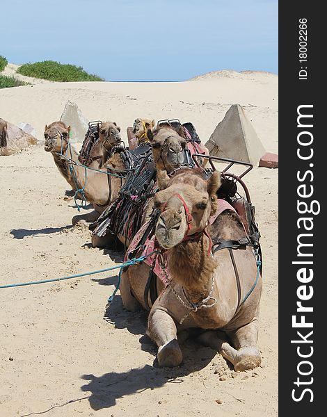 Group of Camels sitting on the Sand