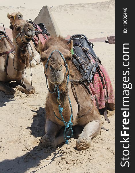 Group of Camels sitting on the Sand