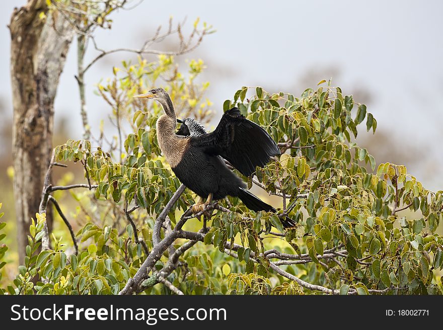 Anhinga in Everglades national park in breeding plumage