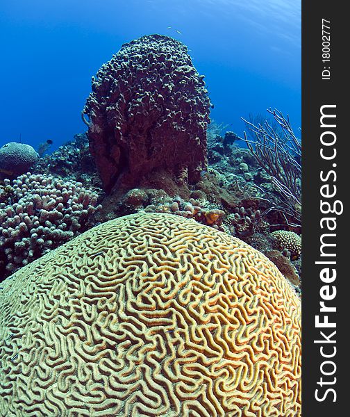 Underwater off the coast of Roatan Honduras barrel sponge in front of large brain coral. Underwater off the coast of Roatan Honduras barrel sponge in front of large brain coral