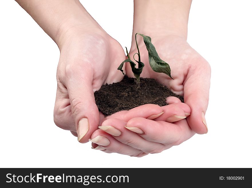 Dried flower in female hand Isolated over white