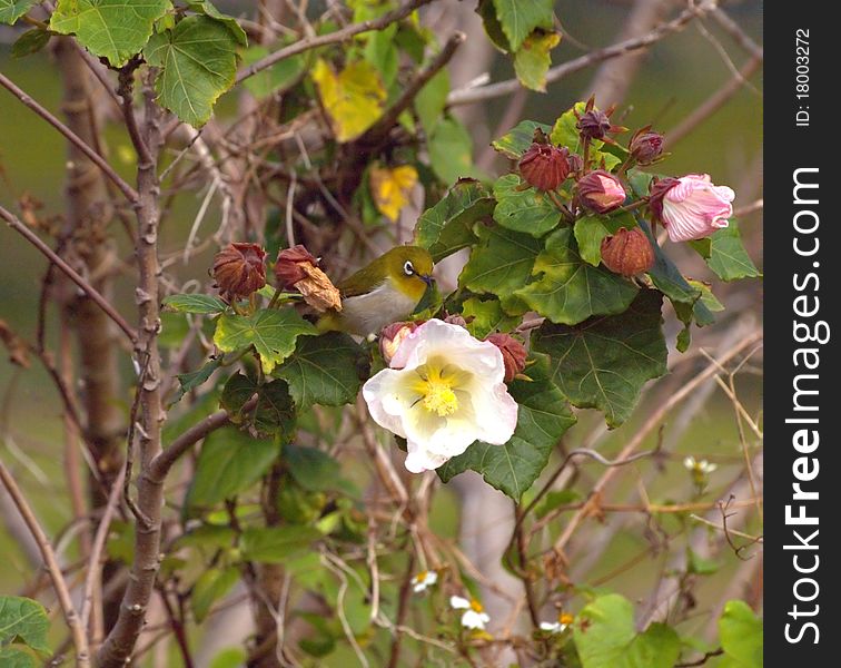 Japanese bird called White Eye rests on a white flower. Japanese bird called White Eye rests on a white flower.