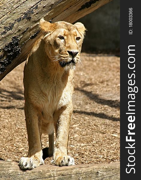 Lion Looking At Prey