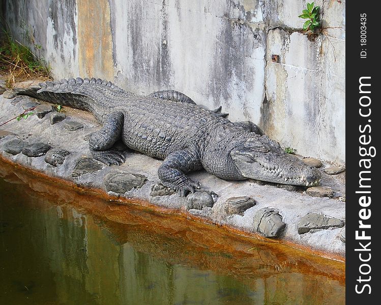 Resting Crocodile is diffcult to spot as his skin is the same colour as the concrete. Resting Crocodile is diffcult to spot as his skin is the same colour as the concrete.