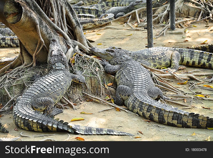 Crocodile Farm In Thailand.