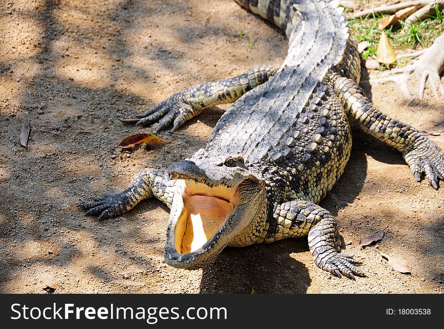 Crocodile Farm In Thailand.