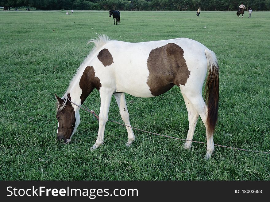 Horse Grazing In Grass Field,Kolkata,India.