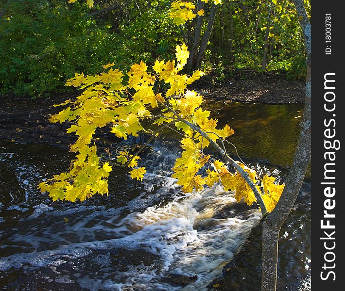 Yellow autumn maple on the background of the river threshold. Yellow autumn maple on the background of the river threshold