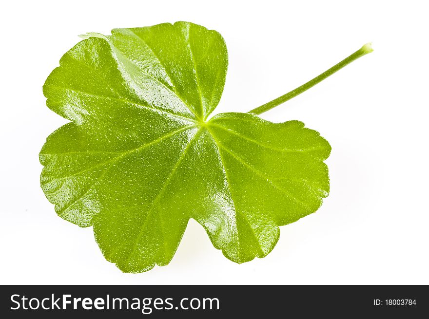 Green leaf on white