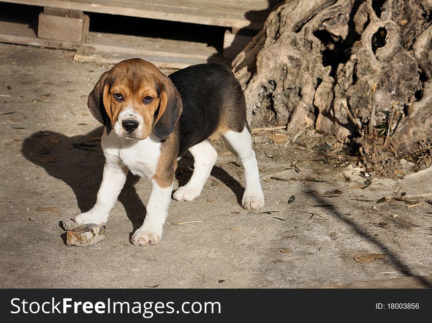 Cute little beagle puppy in the garden
