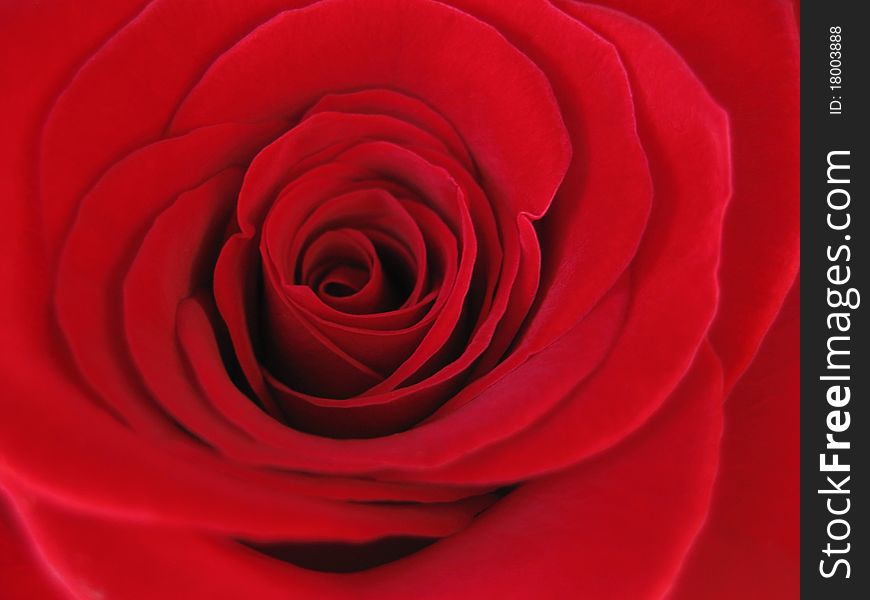 Macro closeup of a red rose