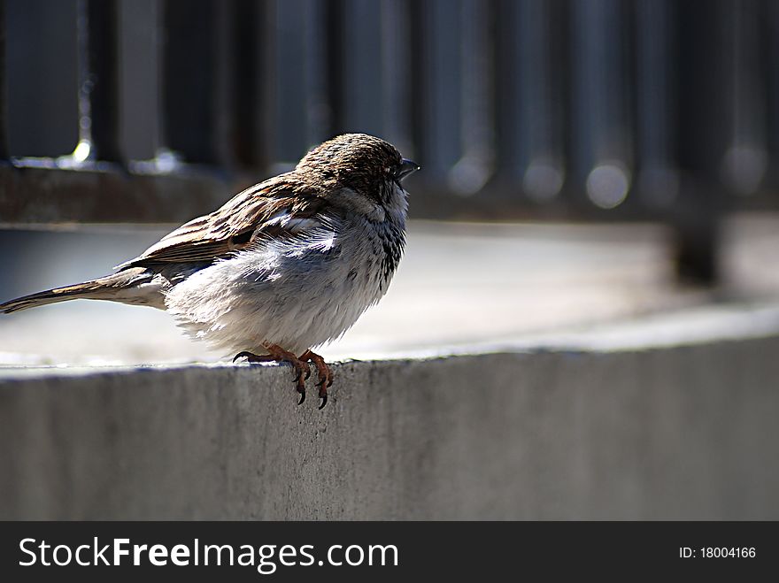 Sparrow sits on the edge of the fence