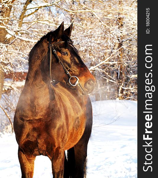 Winter portrait of horse