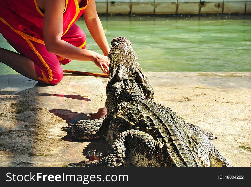 Crocodiles show in Sampran farm, Thailand. Crocodiles show in Sampran farm, Thailand