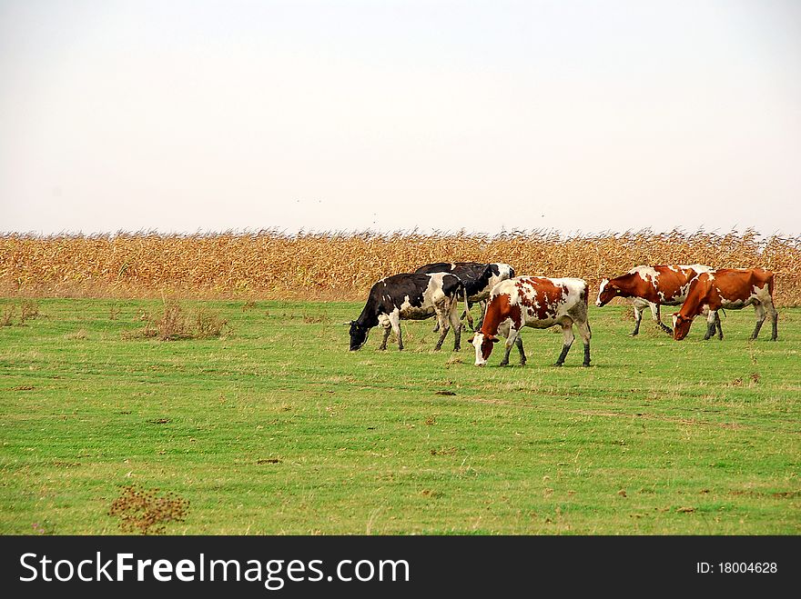 Cows In Pasture