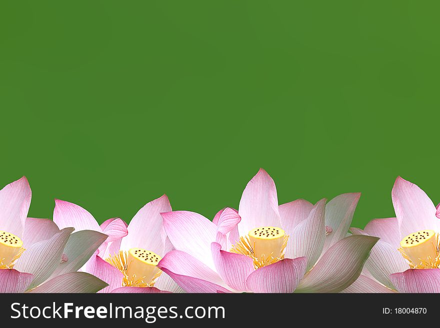 Lotus flower for background use with nice background green. Lotus flower for background use with nice background green