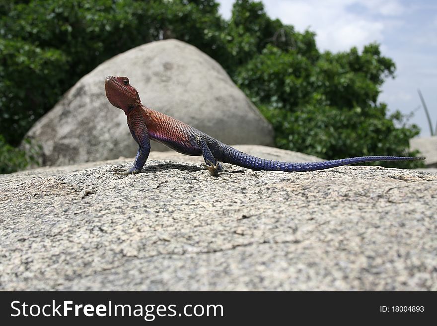 Gecko in serengeti national park. Geco. Tanzania - Serengeti National Park.