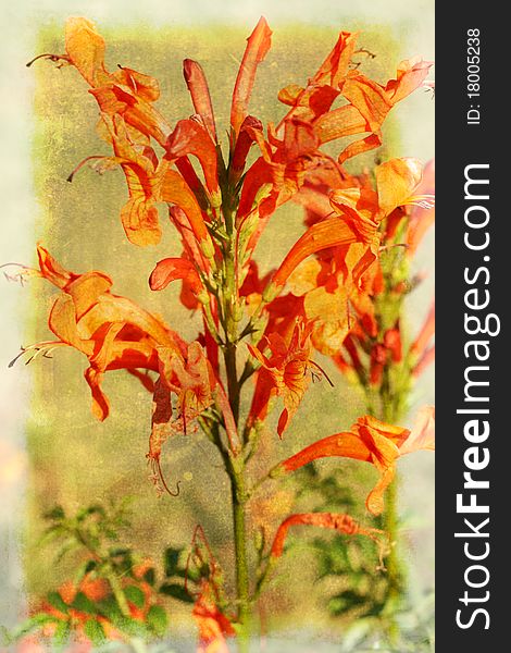Leonotis Flowers &x28;star Of The Wild Dagga&x29;