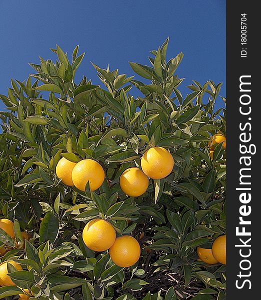 Orange with flower and leaves