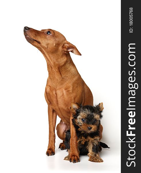 Red Miniature Pinscher and puppy of the Yorkshire Terrier isolated on white. Red Miniature Pinscher and puppy of the Yorkshire Terrier isolated on white