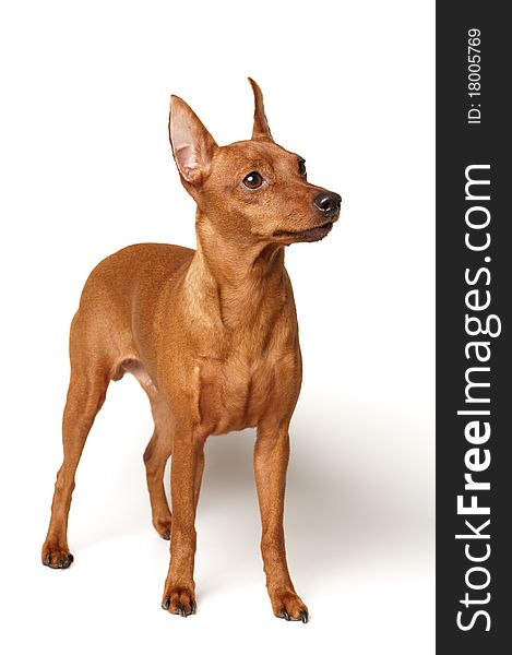 Red Miniature Pinscher isolated on white background