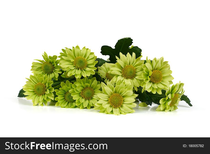 Bunch of green chrysanthemums isolated on white