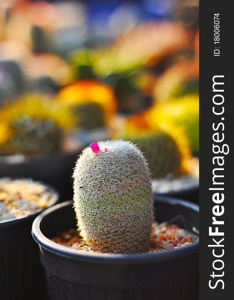 Cactus with small flower and Background