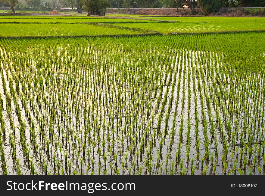 Rice green field phitsanulok Thailand. Rice green field phitsanulok Thailand