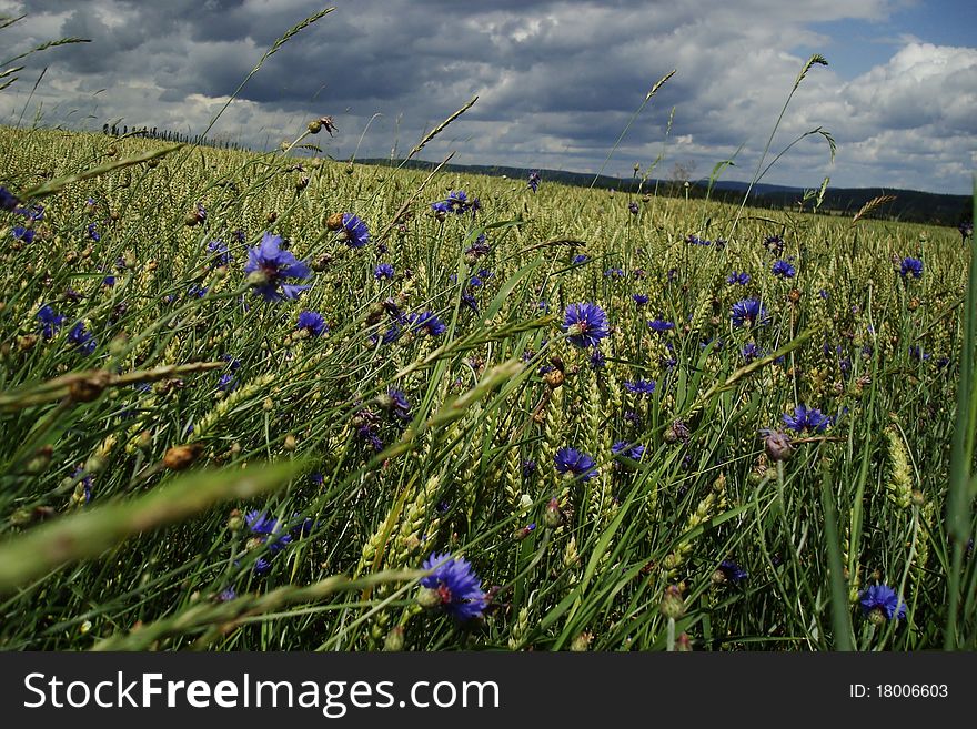 Rye Field With Cornflowers