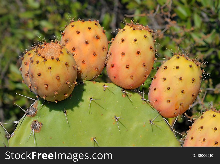 Six ripe opuntia fruits on the mother plant. Six ripe opuntia fruits on the mother plant