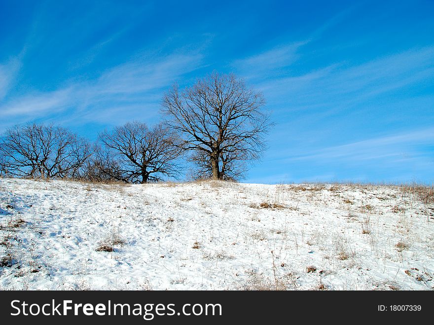 Tree, winter landscape. Around the snowy woods. Tree, winter landscape. Around the snowy woods