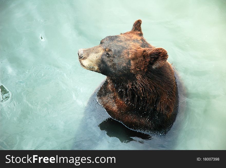 Large brown bear in aqua water. Large brown bear in aqua water