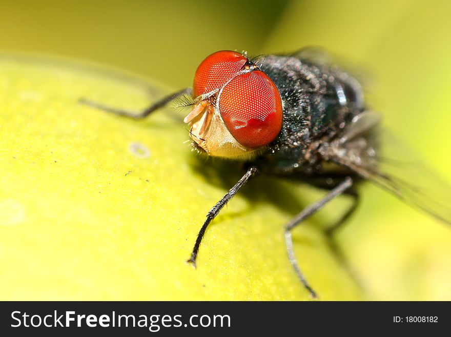 A beautiful house fly close-up.