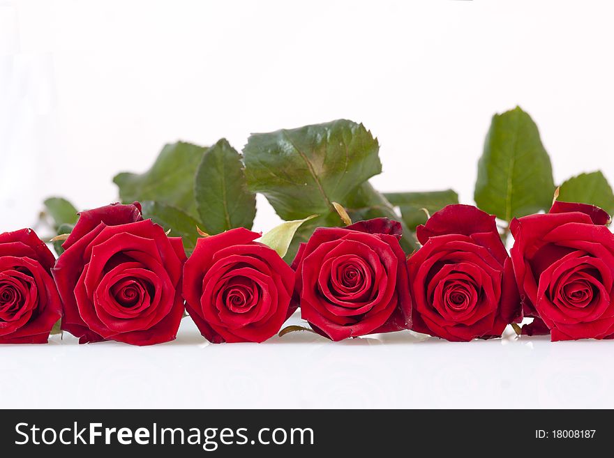 Red roses on a white background