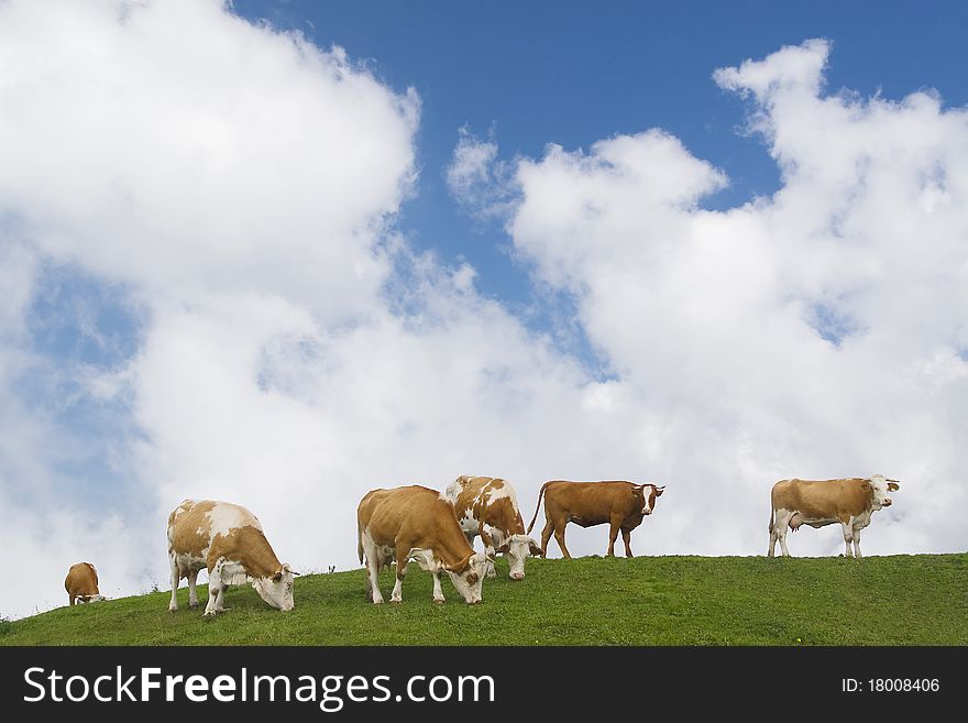 A group of six cows grasing grass on a higland pasture. A group of six cows grasing grass on a higland pasture