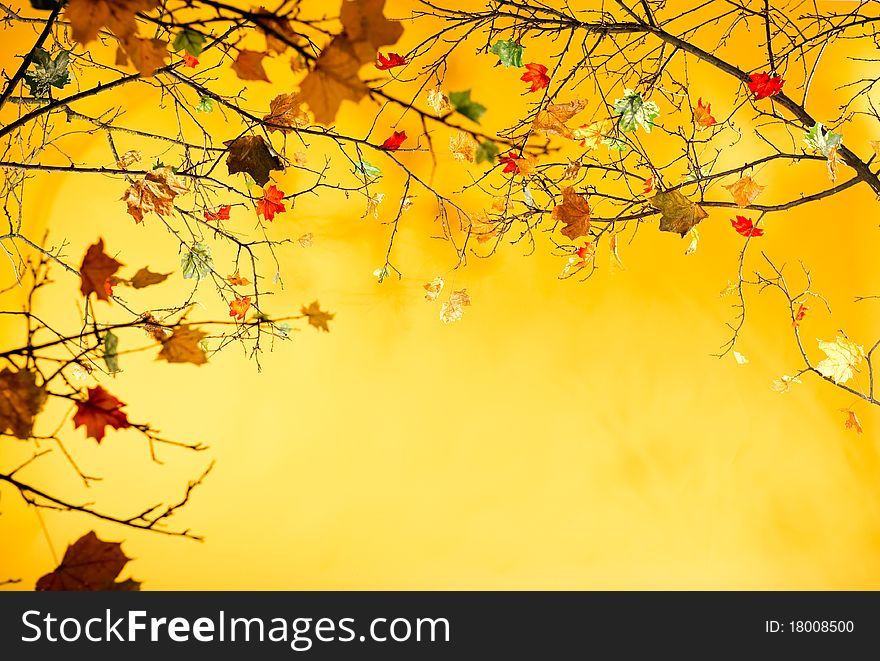 Autumn leaves isolated on yellow background. Autumn leaves isolated on yellow background