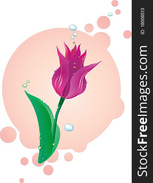 Illustration Of Lilac Tulip
