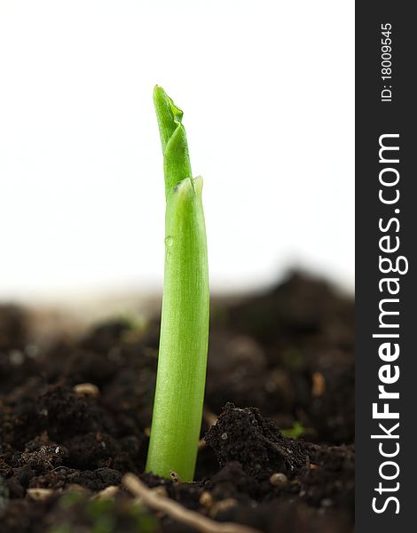 Small plant of corn isolated on white